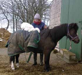 Horse with cat